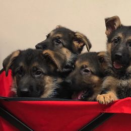 German Shepherd Puppies from Select Shepherds