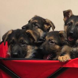 German Shepherd Puppies from Select Shepherds