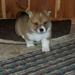 Pembroke Welsh Corgi Puppies from Nistler's Farm Corgis