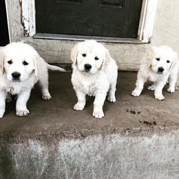 Golden Retriever Puppies from Stage Gulch Goldens