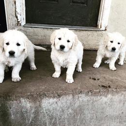 Golden Retriever Puppies from Stage Gulch Goldens