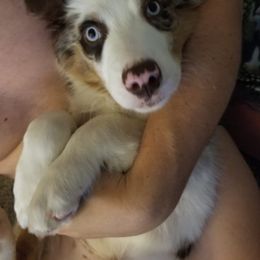 Australian Shepherd and Catahoula Leopard Dog Puppies from Forte Australian Shepherds & Co.