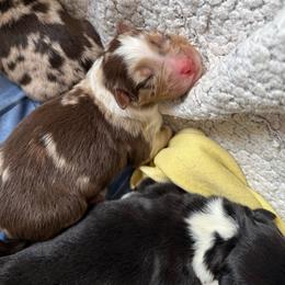 Whiskey - Red merle male Australian Shepherd puppy in Fredericksburg, Virginia from Cooper Ridge Aussies