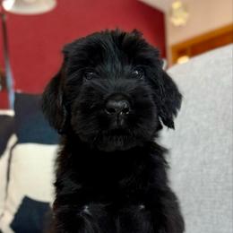 Boy 4 - Black male Giant Schnauzer puppy in Wildomar, California from My Angel Schnauzers