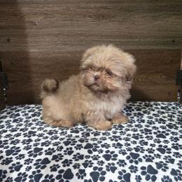 Male 2 - Liver male Shih Tzu puppy in Meadows Of Dan, Virginia from Walt’s Shih Tzus