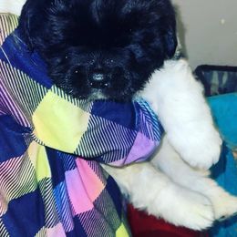 Newfoundland and Shih Tzu Puppies from Grand Meadow Newfoundlands