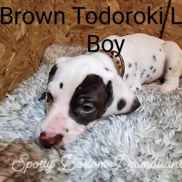 Dalmatian Puppies from Spotty Bottom Dalmatians