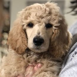 Snow (yellow collar) - Poodle puppy in Burley, Idaho from Soul Poodiful