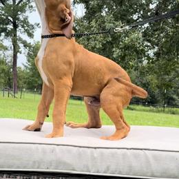 American Bully Puppies from TEXAS BULLY FAMILY