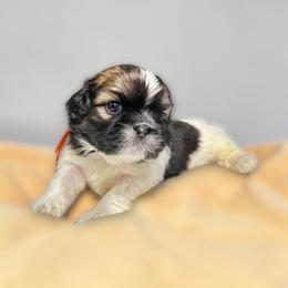 AKC-Cooper - Tricolor male Shih Tzu puppy in Charlotte, North Carolina from Judy's Shih Tzus