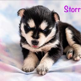 Storrie - Black and white female Pomsky puppy in Mc Callsburg, Iowa from SZ Rolling Acres LLC