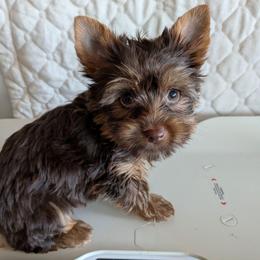 Tiger Lily - Chocolate and tan female Yorkshire Terrier puppy in Gatesville, Texas from KontryKritterz Yorkies