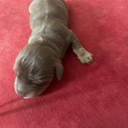 Boy 2 - Dapple male Dachshund puppy in Yelm, Washington from Hughes' Doxies