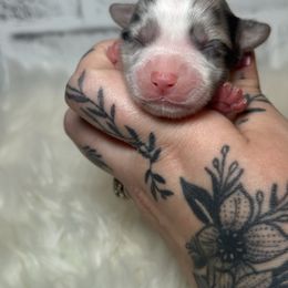 Keefe - Blue merle and white male American Corgi puppy in Greenwood, Indiana from Witch Creek Corgis