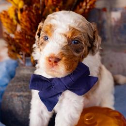 Twix - Chocolate merle male Bernedoodle puppy in Richmond, Texas from Harper’s Heartbeats
