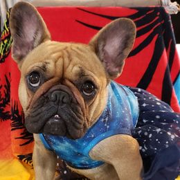 Butters - French Bulldog