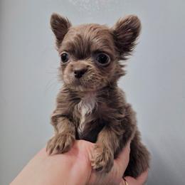 AKC Yuki - Chocolate blue female Chihuahua puppy in Silver Summit, Utah from Snow Peak Kennel