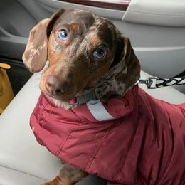 Dachshunds from Graham’s Farm