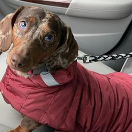 Dachshunds from Graham’s Farm
