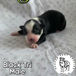 Penn - Black tri male Miniature Australian Shepherd puppy in Jaroso, Colorado from Heaven Sent Aussies