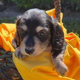 Johnny - Black and tan male Dachshund puppy in Hanford, California from Cooper Gals Doxies