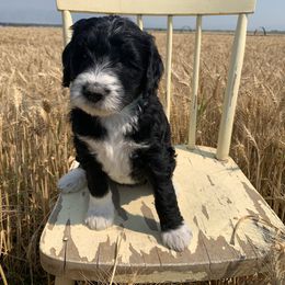 Sheepadoodle Puppies from Bo Peep Sheepadoodles