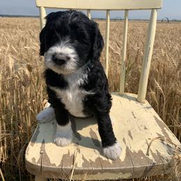Sheepadoodle Puppies from Bo Peep Sheepadoodles