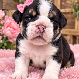 Lena - Black tri-color female Bulldog puppy in Seattle, Washington from mama Myra bulldogs