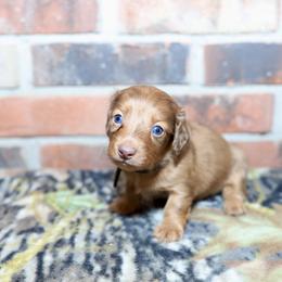 Boykin Spaniel, Dachshund, and German Shorthaired Pointer Puppies from Whiskey River Farm