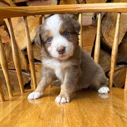 Bingo - Red tri-color female Australian Shepherd puppy in Hillsboro, Oregon from A&D Australian Shepherds