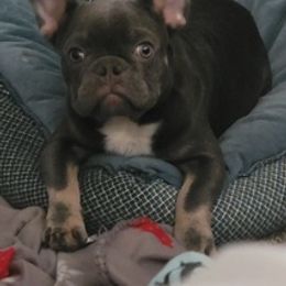 French Bulldogs from JB Iva Bulldogs