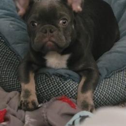 French Bulldogs from JB Iva Bulldogs