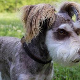 Miniature Schnauzers from ROYAL PUPS - THRONEBERRY FAMILY FARMS