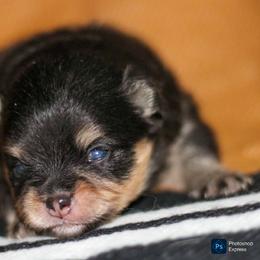 Beans - Black and tan male Pomeranian puppy in Bremen, Indiana from AMS Pomeranians and Pomskies in Indiana