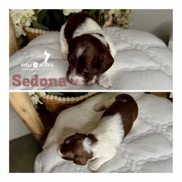 Sedona - Chocolate and tan female Dachshund puppy in Kemp, Texas from Koli Acres