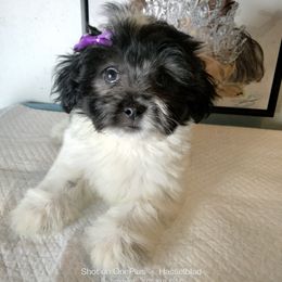 Nova - Black and white female Shorkie puppy in Boca Raton, Florida from Tina-Marie's Pups