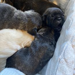 French Bulldog Puppies from Country Lace French Bulldogs