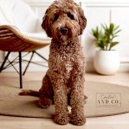 Emma Kate - Goldendoodle