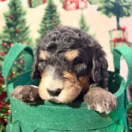 Blue - male Golden Mountain Doodle puppy in Redding, California from O’Hara  Doodles
