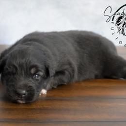 Deja Vu - Black tri-color female Australian Shepherd puppy in Fultonville, New York from Sandy Aussies & Pomeranians