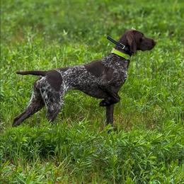 Maris - German Shorthaired Pointer