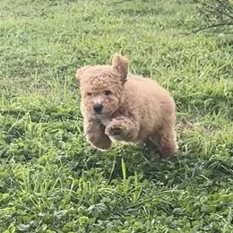 Inigo Montoya - Apricot male Goldendoodle puppy in Dawsonville, Georgia from As You Wish Doodles