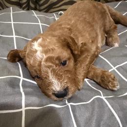 Koda - Apricot male Goldendoodle puppy in Centralia, Missouri from Oodles Of Doodles Mo.