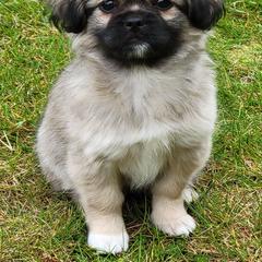 Tibetan Spaniel Puppies from Solstice Kennel