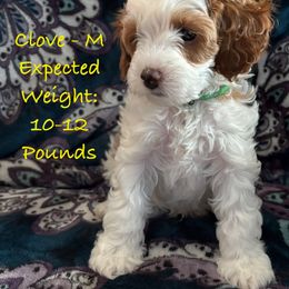 Clove - Red male Cavapoo puppy in Cedar City, Nevada from Puppy Maker