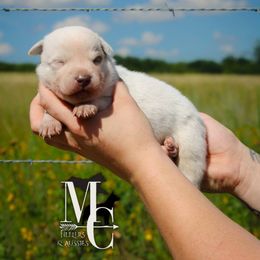 Tux - Red speckled male Australian Cattle Dog puppy in Runnels County, Texas from MC Heelers & Aussies