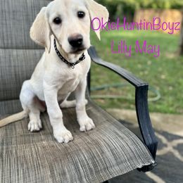 Labrador Retriever Puppies from Okiehuntinboyz Labrador Retrievers