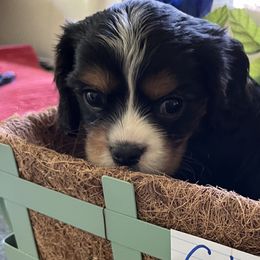 Boy 5 - Cavalier King Charles Spaniel puppy from Cloud Nine Cavaliers