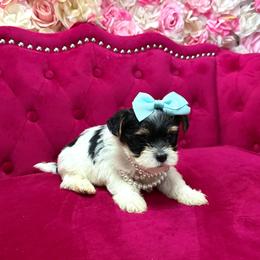 Benz - Black & tan tri-color male Morkie puppy in Pennsauken, New Jersey from Noir Luxe Litters of NJ