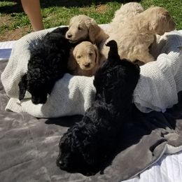 Bernedoodle and Goldendoodle Puppies from Cookies and Cream Doodles